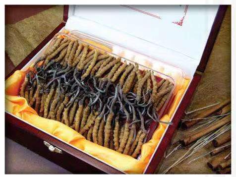 福绵冬虫夏草回收